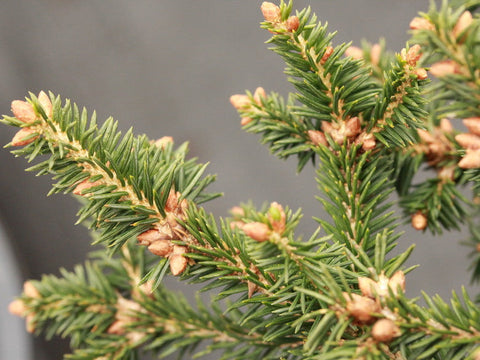 Picea abies 'Clanbrassiliana'