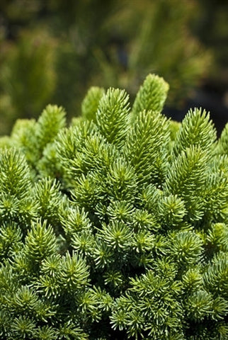 Picea abies 'Suncrest'