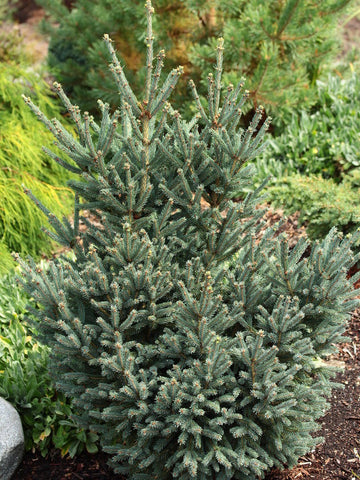 Picea glauca 'Blue Teardrop' (Blue Teardrop White Spruce)