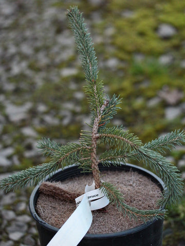 Picea glauca 'Filip's Weeping Wonder'