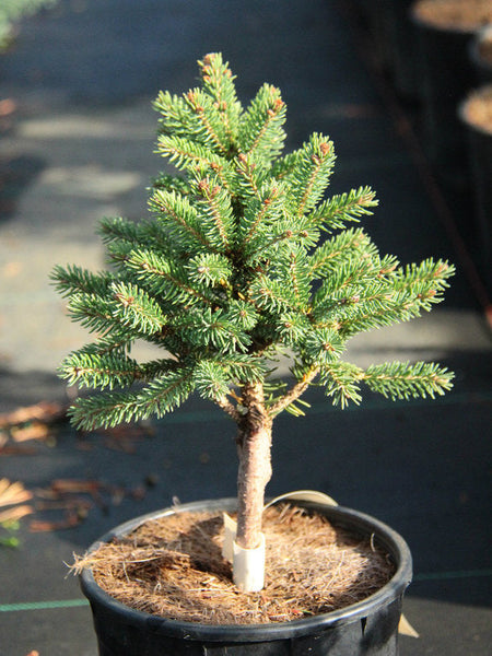 Picea glauca 'Gulliver'