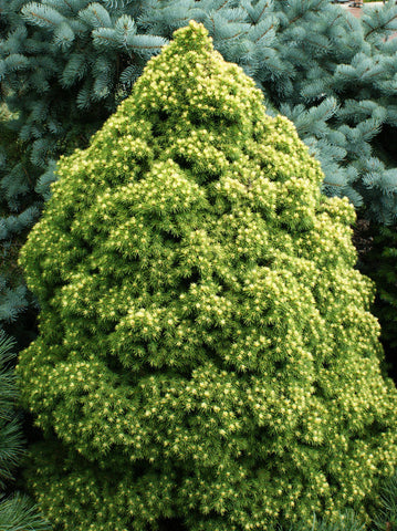 Picea glauca 'Rainbow's End'