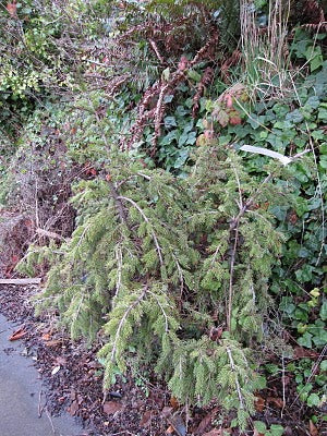 Picea omorika 'Pendula'