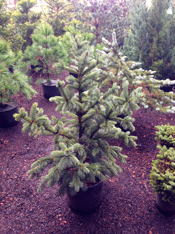 Picea omorika 'de Ruyter'