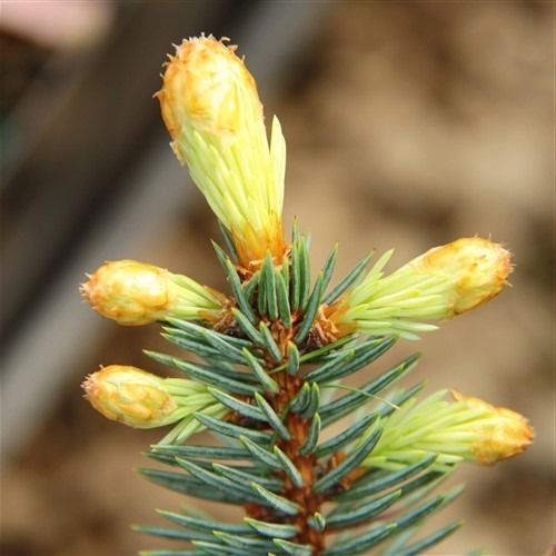 Picea pungens 'Bialobok' (Golden Spring Colorado Spruce)