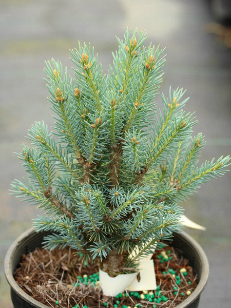 Picea pungens 'Scottie' (Scottie Colorado Spruce)