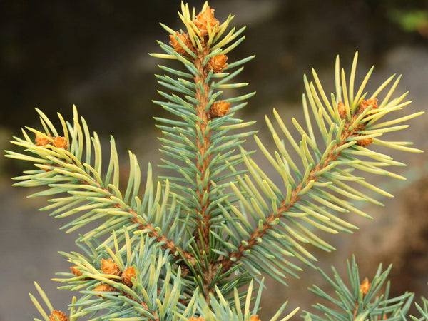 Picea pungens 'Sharp Cheddar' (Sharp Cheddar Colorado Spruce)