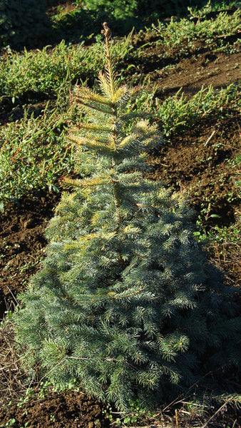 Picea pungens 'Villarreal Gold' (Villarreal Gold Colorado Spruce)