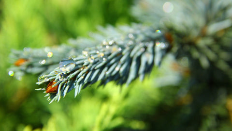 Picea pungens 'Virgata Glauca' (Blue Snake-Branch Colorado Spruce)