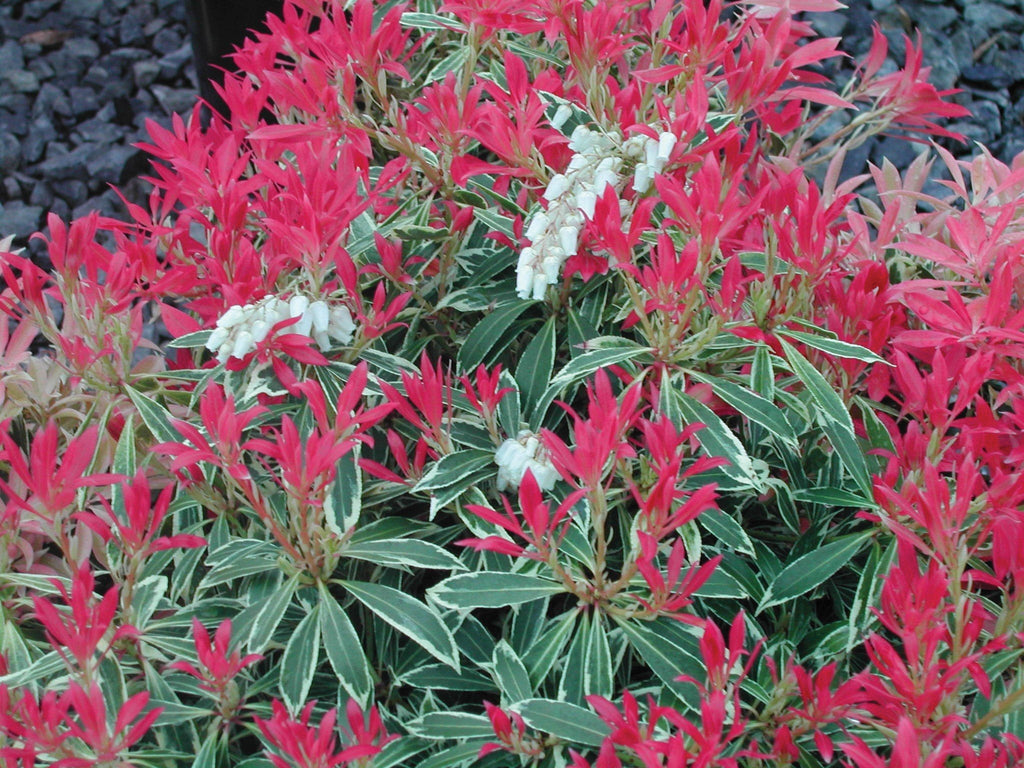 Pieris Plant Flaming Silver