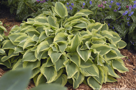 Hosta 'Pilgrim'