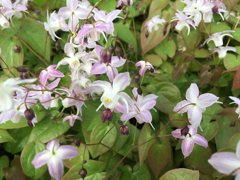 Epimedium x youngianum 'Pink Star'