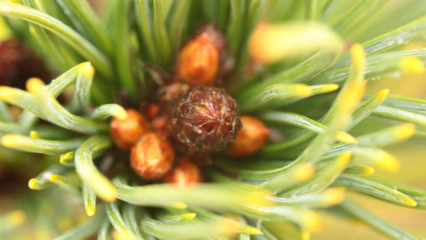 Pinus albicaulis '#1 Dwarf' (#1 Dwarf Whitebark Pine)