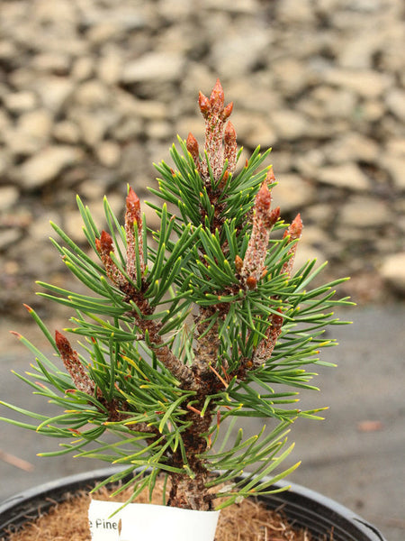 Pinus contorta var. latifolia 'Willow Creek'