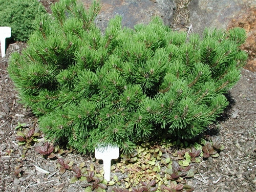 Pinus mugo 'Corley's Mat'