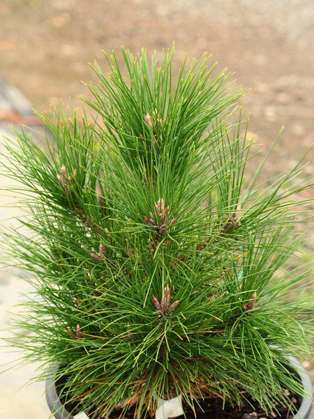 Pinus tabuliformis 'Jiuzhaigou Valley'