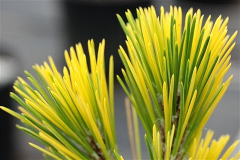 Pinus thunbergii 'Aocha'