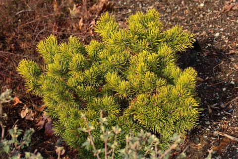 Pinus virginiana 'Wate's Golden Broom'