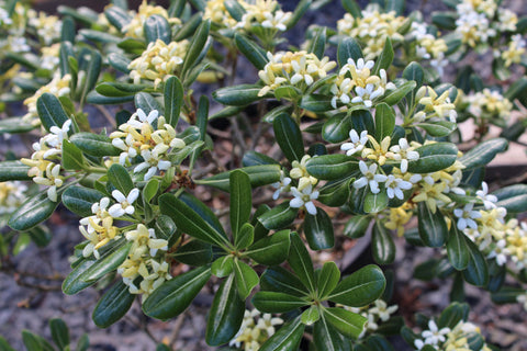 Pittosporum tobira 'Tall 'n Tough'
