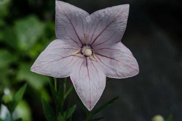 Platycodon grandiflora 'Sissy Pink'