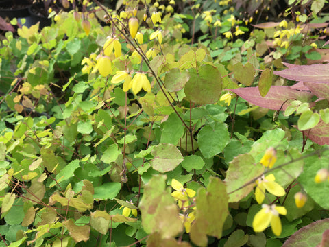 Epimedium platypetalum