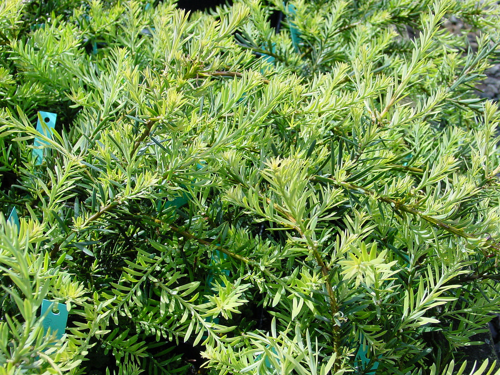 Podocarpus lawrencei 'Purple King' – plant lust