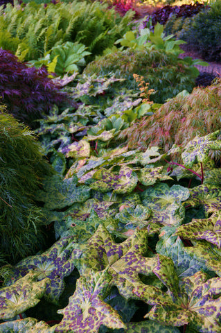 Podophyllum 'Spotty Dotty'