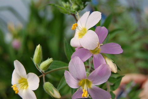 Polemonium 'Apricot Delight'