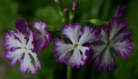Primula sieboldii 'Lacy Lady'