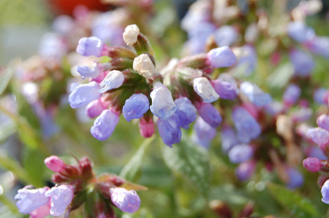 Pulmonaria longifolia 'Roy Davidson'