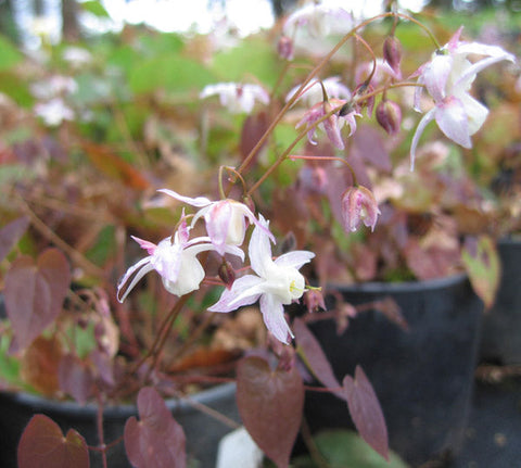 Epimedium x youngianum 'Purple Heart'