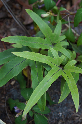 Pyrrosia polydactyla
