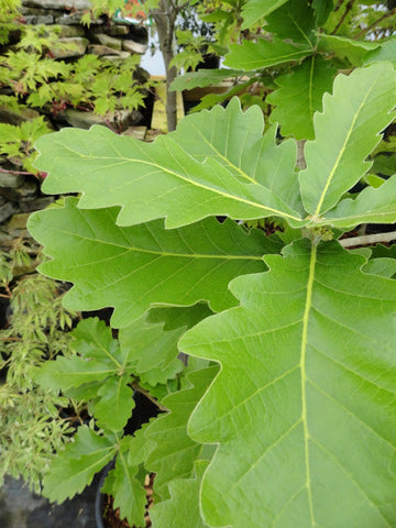 Quercus dentata 'C. F. Miller'