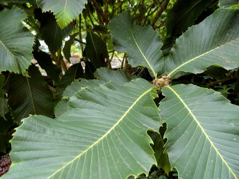 Quercus pontica