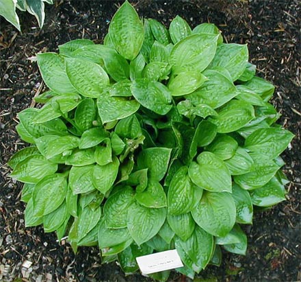 Hosta 'Quilting Bee'