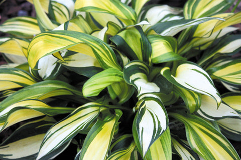 Hosta 'Rainbow's End'