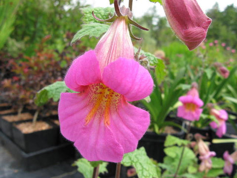 Rehmannia elata