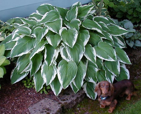 Hosta 'Rhapsody'