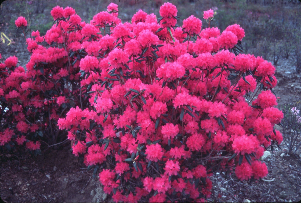 Rhododendron 'Checkmate' – plant lust