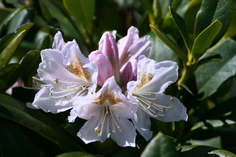 Rhododendron 'Cunningham's White'