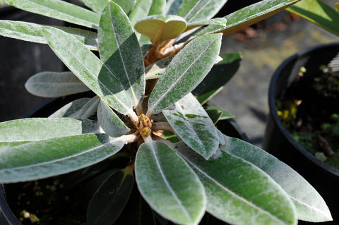 Rhododendron 'Yak-Pac'