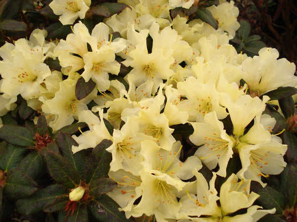 Rhododendron fletcheranum
