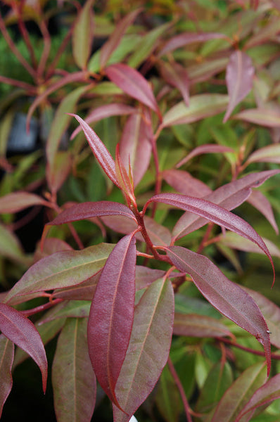 Rhododendron lutescens