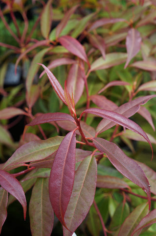 Rhododendron lutescens