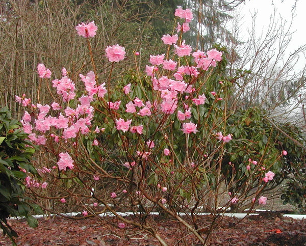 Rhododendron mucronulatum 'Cornell Pink'