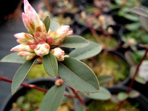 Rhododendron racemosum 'Wright'