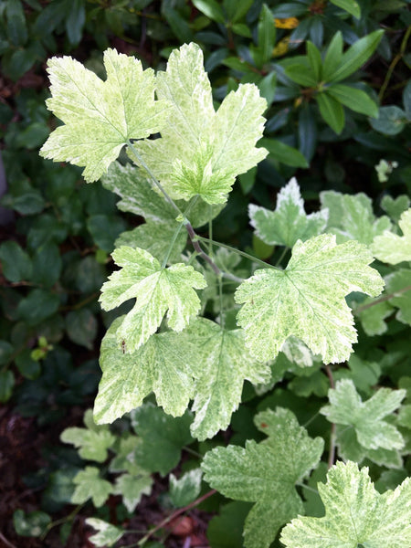 Ribes sanguineum 'Moondust'