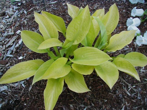 Hosta 'Rising Sun'