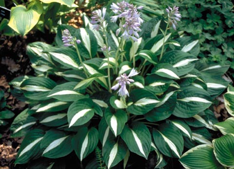 Hosta 'Risky Business'
