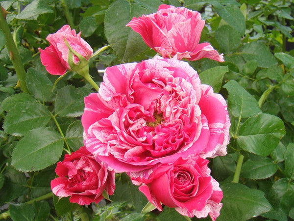 Rosa 'Raspberry Cream Twirl'